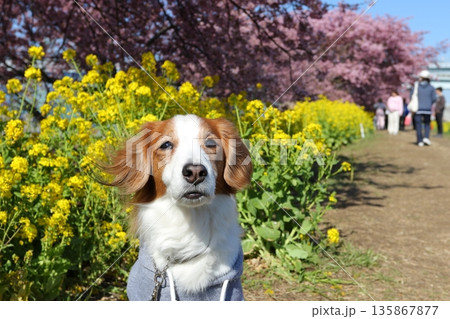 春の花背景で可愛く佇むコーイケルホンディエ 135867877