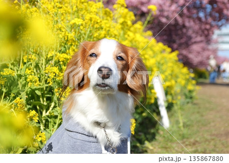 河津桜と菜の花の前でおすわりする愛犬 135867880