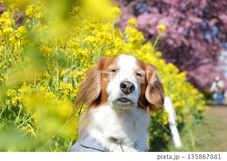 眩しそうな表情が可愛いコーイケルと春の花 眩しそうな表情が可愛いコーイケルと春の花 135867881