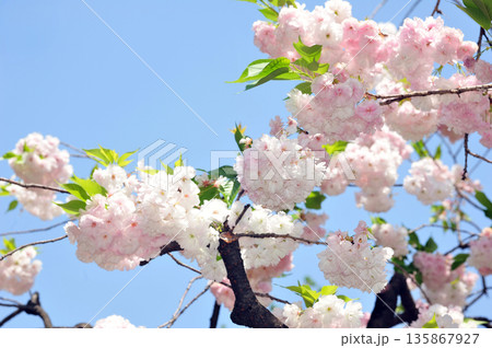 松月の桜 松月の桜 135867927