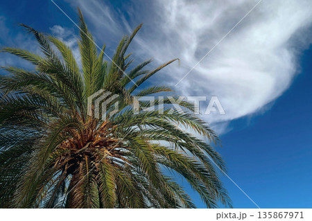 Lone palm tree against a smooth blue-to-golden gradient sky at sunset. Minimal tropical background with copy space, calm summer vacation mood. 135867971