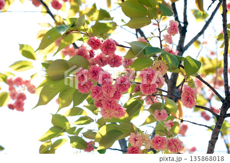 須磨浦普賢象の桜 須磨浦普賢象の桜 135868018