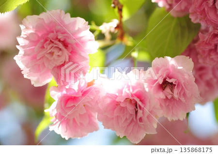 妹背の桜 妹背の桜 135868175