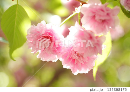 妹背の桜 妹背の桜 135868176