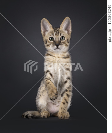 Baby cat on black background 135868249
