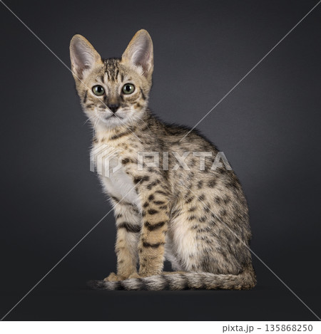 Baby cat on black background Baby cat on black background 135868250