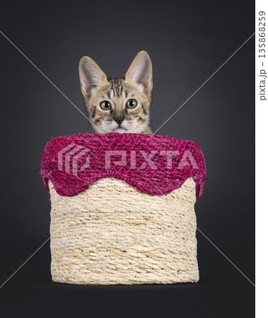 Baby cat on black background Baby cat on black background 135868259