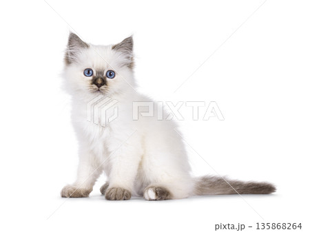 Sweet cat on white background 135868264