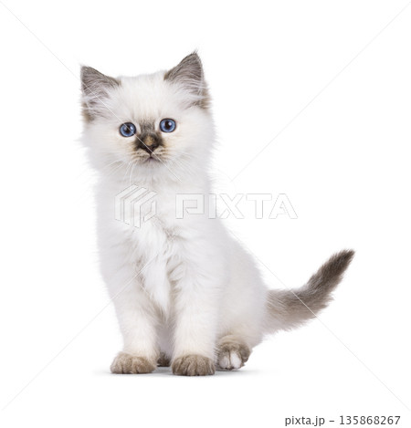 Sweet cat on white background 135868267