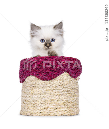 Sweet cat on white background 135868269