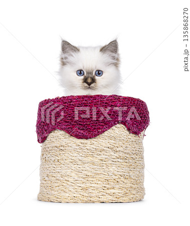 Sweet cat on white background 135868270