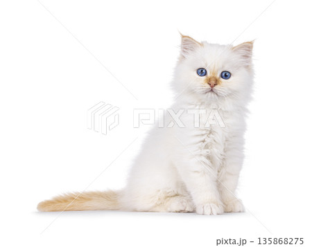 Red point kitten on white background 135868275