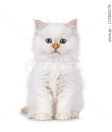 Red point kitten on white background 135868276