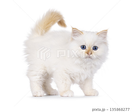 Red point kitten on white background Red point kitten on white background 135868277
