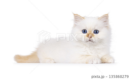 Red point kitten on white background 135868279