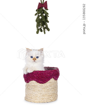 Red point kitten on white background Red point kitten on white background 135868282