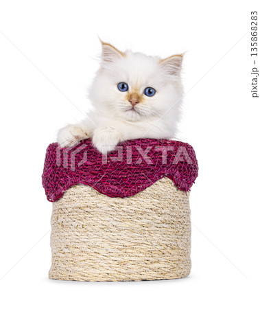 Red point kitten on white background 135868283