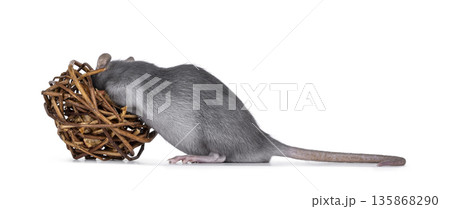 Tame rat on white background Tame rat on white background 135868290