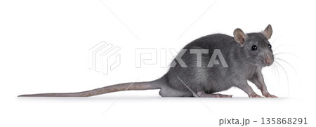 Tame rat on white background 135868291