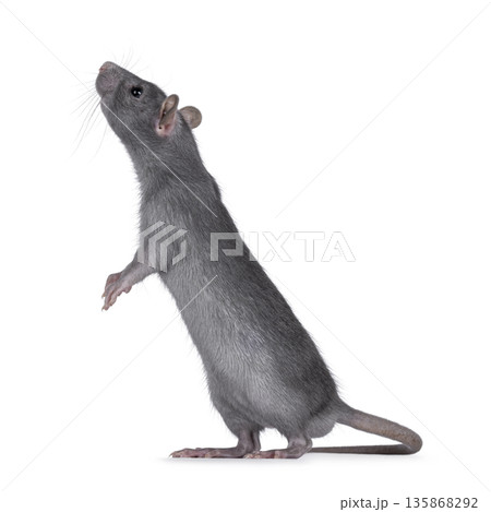 Tame rat on white background 135868292