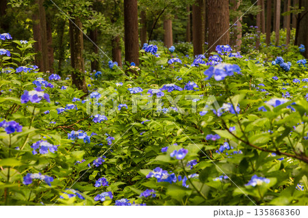 夏の岩手県一関市　雨のみちのくあじさい園 135868360