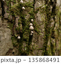 苔むした樹皮に縦に並ぶ小さな白いキノコ 135868491