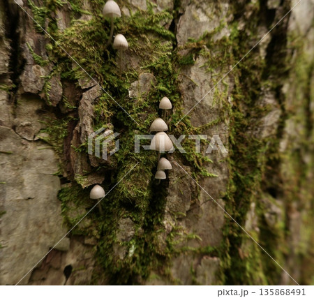 苔むした樹皮に縦に並ぶ小さな白いキノコ 135868491