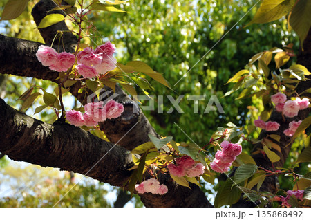 普賢象の桜 普賢象の桜 135868492