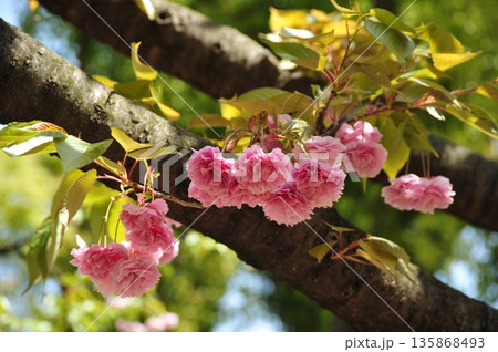 普賢象の桜 普賢象の桜 135868493