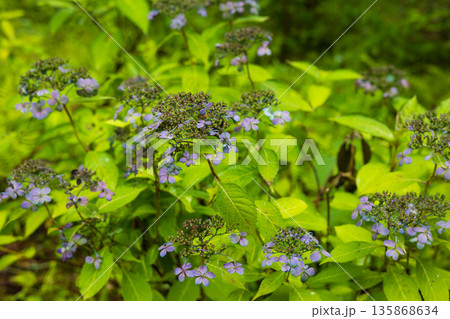 夏の岩手県一関市　雨のみちのくあじさい園　大山濃青アジサイ 135868634