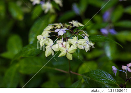 夏の岩手県一関市　雨のみちのくあじさい園　七段花 135868645