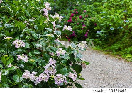 夏の岩手県一関市 雨のみちのくあじさい園 カメレオン 夏の岩手県一関市 雨のみちのくあじさい園 カメレオン 135868654