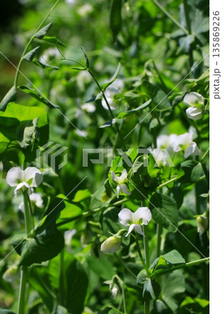 白いエンドウ豆の花 135869226