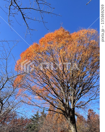 Winter Tree with Autumn Paints 紅葉した冬の木ペイント 135869269