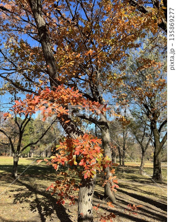 紅葉したカエデの木 135869277