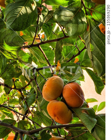 ripe persimmons on a tree. harvest of orange persimmon fruit among leaves. autumn persimmon fruit close up 135869290