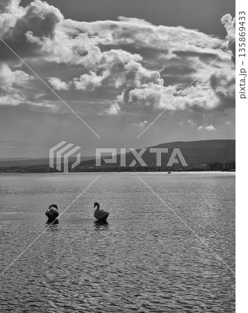Two Swans Against a Dramatic Sky Monochrome Landscape: Two Swans on the Water 135869433