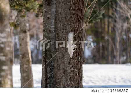 北海道、リス、エゾリス、栗鼠、野生動物、げっ歯類、動物、自然、小動物、哺乳類、かわいい、アルビノ　 135869887