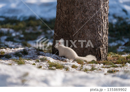 北海道、リス、エゾリス、栗鼠、野生動物、げっ歯類、動物、自然、小動物、哺乳類、かわいい、アルビノ　 135869902