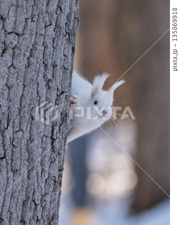 北海道、リス、エゾリス、栗鼠、野生動物、げっ歯類、動物、自然、小動物、哺乳類、かわいい、アルビノ　 135869918