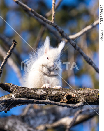 北海道、リス、エゾリス、栗鼠、野生動物、げっ歯類、動物、自然、小動物、哺乳類、かわいい、アルビノ　 135869920