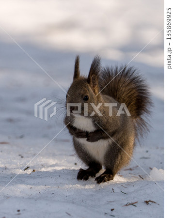 北海道、リス、エゾリス、栗鼠、野生動物、げっ歯類、動物、自然、小動物、哺乳類、かわいい、アルビノ　 135869925