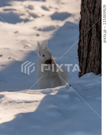 北海道、リス、エゾリス、栗鼠、野生動物、げっ歯類、動物、自然、小動物、哺乳類、かわいい、アルビノ　 135869926