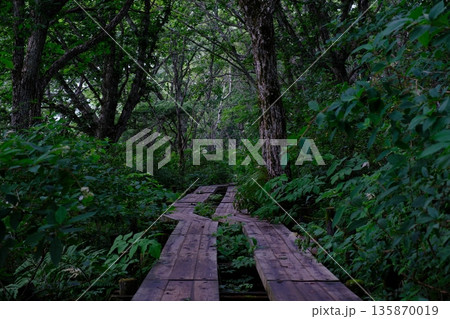 静かな森の中を進む木道 — 静かな高原の道 静かな森の中を進む木道 — 静かな高原の道 135870019