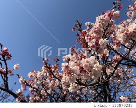 青空に映える満開のあたみ桜 青空に映える満開のあたみ桜 135870239