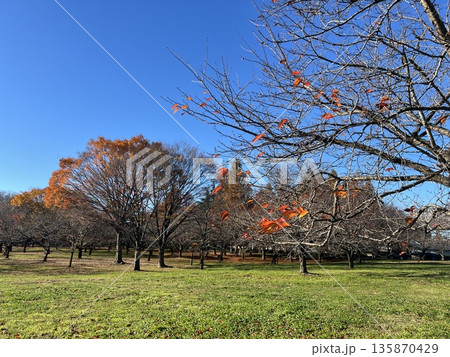 Winter’s Sakura Garden 冬の桜ガーデン 135870429