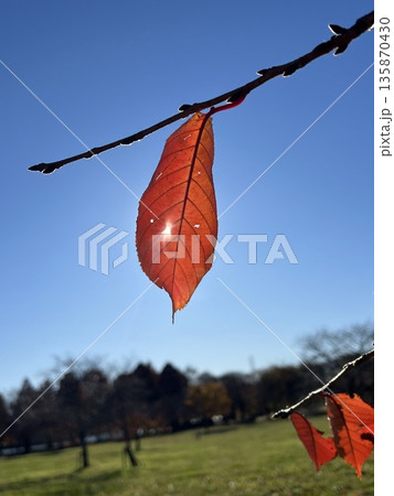 Red Cherry Blossom Leaf Art 桜紅葉アート 135870430