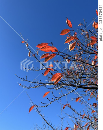 Winter Sakura Tree with Red Leaves 冬の桜紅葉 Winter Sakura Tree with Red Leaves 冬の桜紅葉 135870434