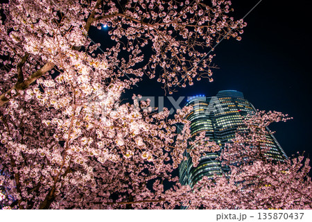 毛利庭園から望む夜桜とライトアップされた高 135870437