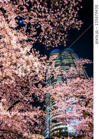 毛利庭園から望む夜桜とライトアップされた高 毛利庭園から望む夜桜とライトアップされた高 135870438